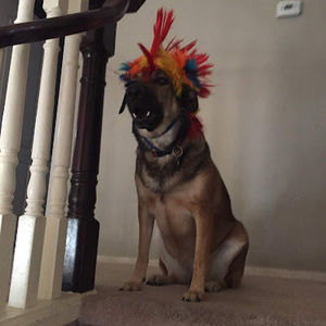 Meet your Posher, Ara